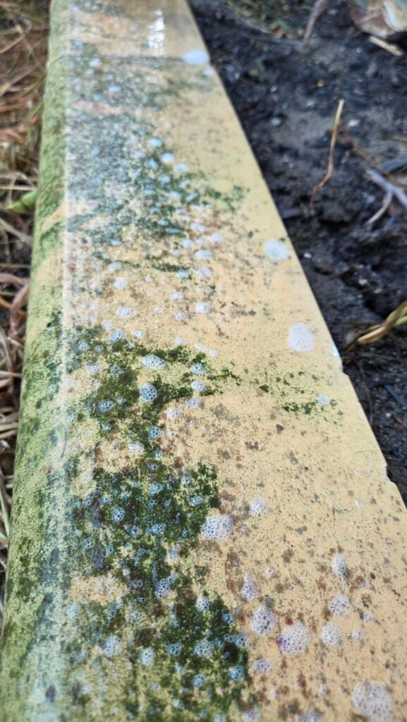 Garden edging covered in green algae before pressure cleaning in Perth