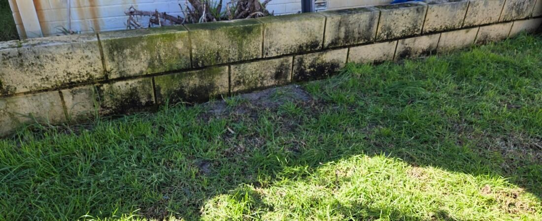 Retaining limestone wall covered in mould and algae before pressure cleaning in Perth